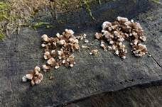 Erdwarzenpilz, Foto 59