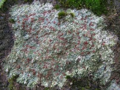 Ergossene Krustenflechte, Foto 5