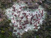 Ergossene Krustenflechte, Foto 6