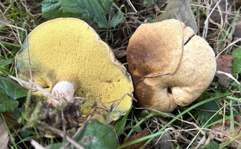 Erlengrübling, Foto 2