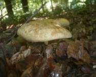 Erlengrübling, Foto 18
