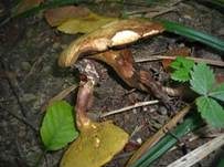 Erlengrübling, Foto 11