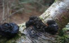 Erlen-Holzkohlenpilz, Foto 6