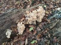 Ästiger Stachelbart, Foto 23
