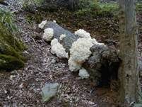 Ästiger Stachelbart, Foto 11