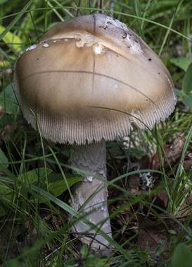 Erlenstreifling, Foto 3