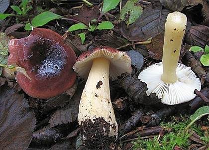 Erlentäubling, Foto 2