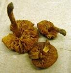 Eukalyptus-Mistpilz, Foto 7
