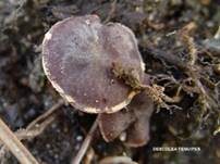 Eukalyptus-Mistpilz, Foto 10
