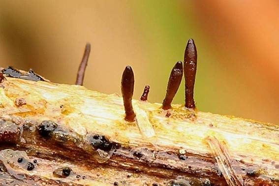 Fadensporiges Flachkeulchen, Foto 2