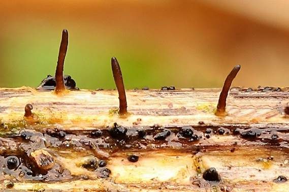 Fadensporiges Flachkeulchen, Foto 3