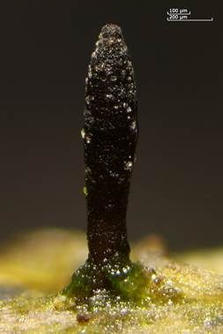 Fadensporiges Flachkeulchen, Foto 4