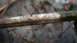 Fadensporiges Flachkeulchen, Foto 5