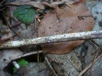 Fadensporiges Flachkeulchen, Foto 6
