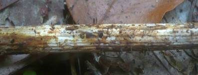 Fadensporiges Flachkeulchen, Foto 7