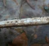 Fadensporiges Flachkeulchen, Foto 8