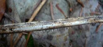Fadensporiges Flachkeulchen, Foto 9