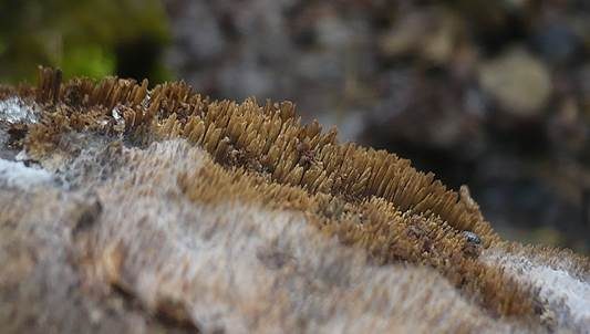 Fadenstachelpilz, Foto 3