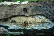 Fadenstachelpilz, Foto 12