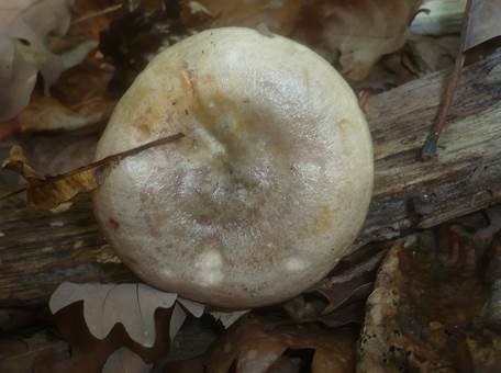 Fahler Milchling, Foto 3