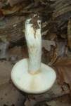 Fahler Milchling, Foto 7