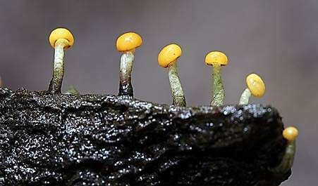 Abgestutztes Fadenscheibchen, Foto 4