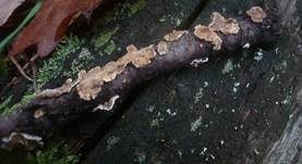 Astschichtpilz, Foto 6