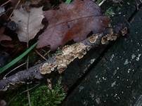Astschichtpilz, Foto 7