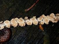 Astschichtpilz, Foto 8