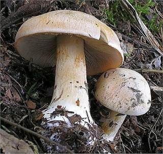 Falbblättriger Klumpfuß, Foto 2