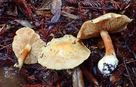Falbblättriger Klumpfuß, Foto 4