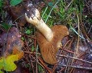 Falbblättriger Klumpfuß, Foto 8