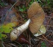 Falbblättriger Klumpfuß, Foto 11