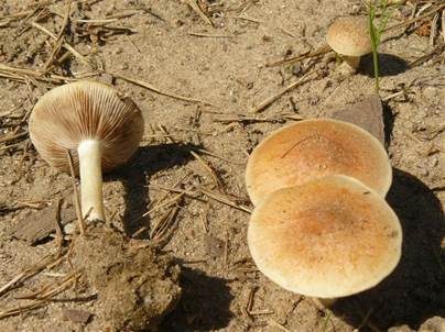 Falber Ackerling, Foto 2