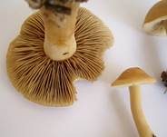 Falber Ackerling, Foto 7