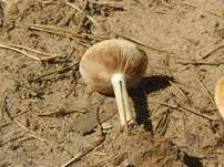 Falber Ackerling, Foto 9