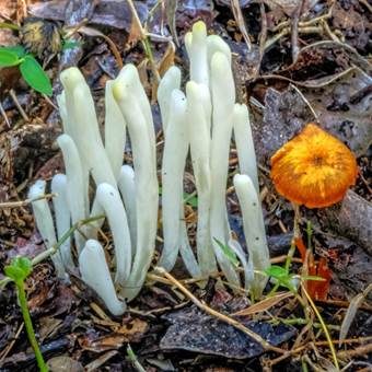 Falbfarbenes Keulchen, Foto 3