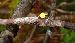 Ast-Stromastielbecherling, Foto 8