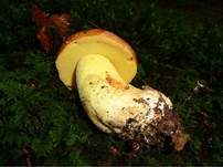 Falscher Anhängselröhrling, Foto 12