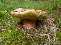 Falscher Anhängselröhrling, Foto 28