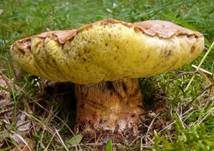 Falscher Anhängselröhrling, Foto 29