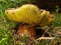 Falscher Anhängselröhrling, Foto 8