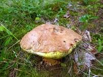 Falscher Anhängselröhrling, Foto 10