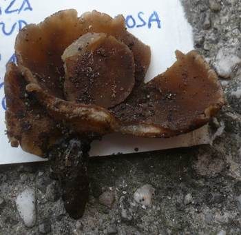 Falscher Blasen-Becherling, Foto 2