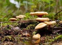 Falscher Pfifferling, Foto 20