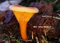 Falscher Pfifferling, Foto 22