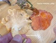 Falscher Pfifferling, Foto 31