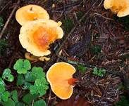 Falscher Pfifferling, Foto 35