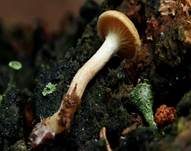 Falscher Pfifferling, Foto 8