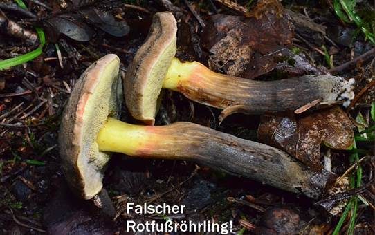 Falscher Rotfußröhrling, Foto 2